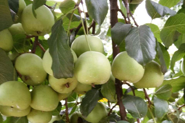 供应山楂果，欢迎采购